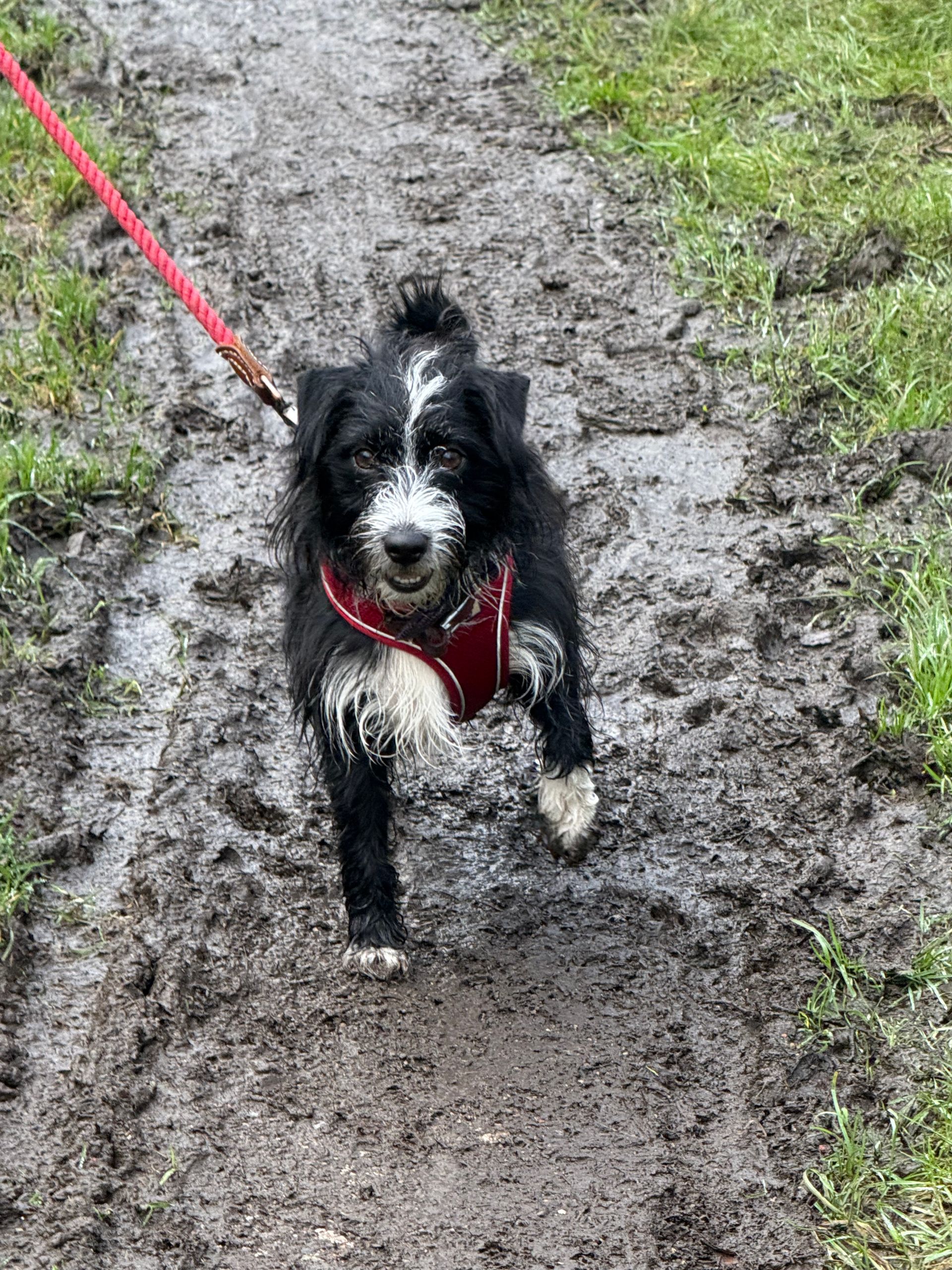 Black and white dog with red harness running on a muddy trail, covered in mud and looking directly at the camera.