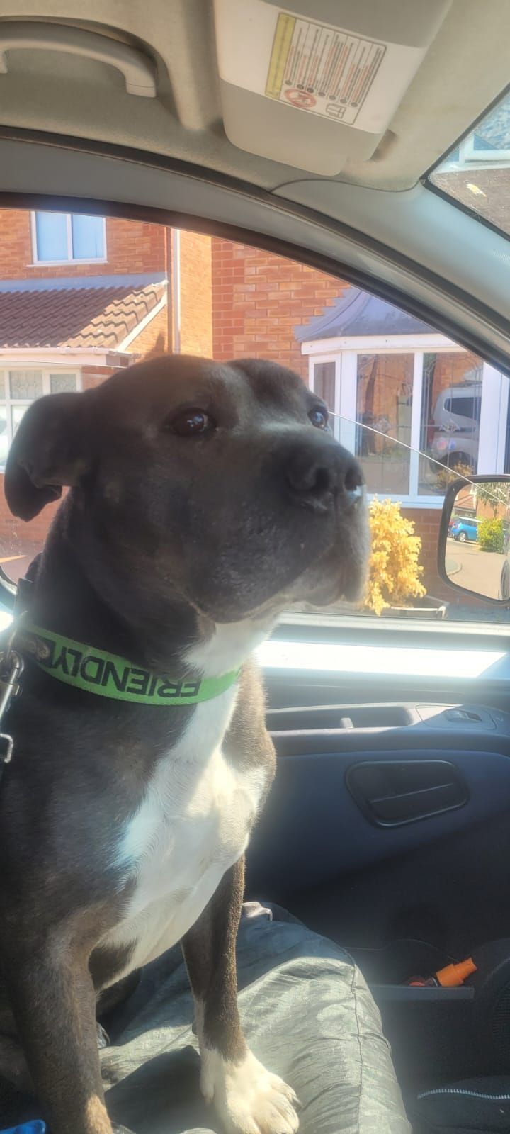 A dog sitting in a car, looking out the window. It has gray fur with a white chest, and wears a green collar.