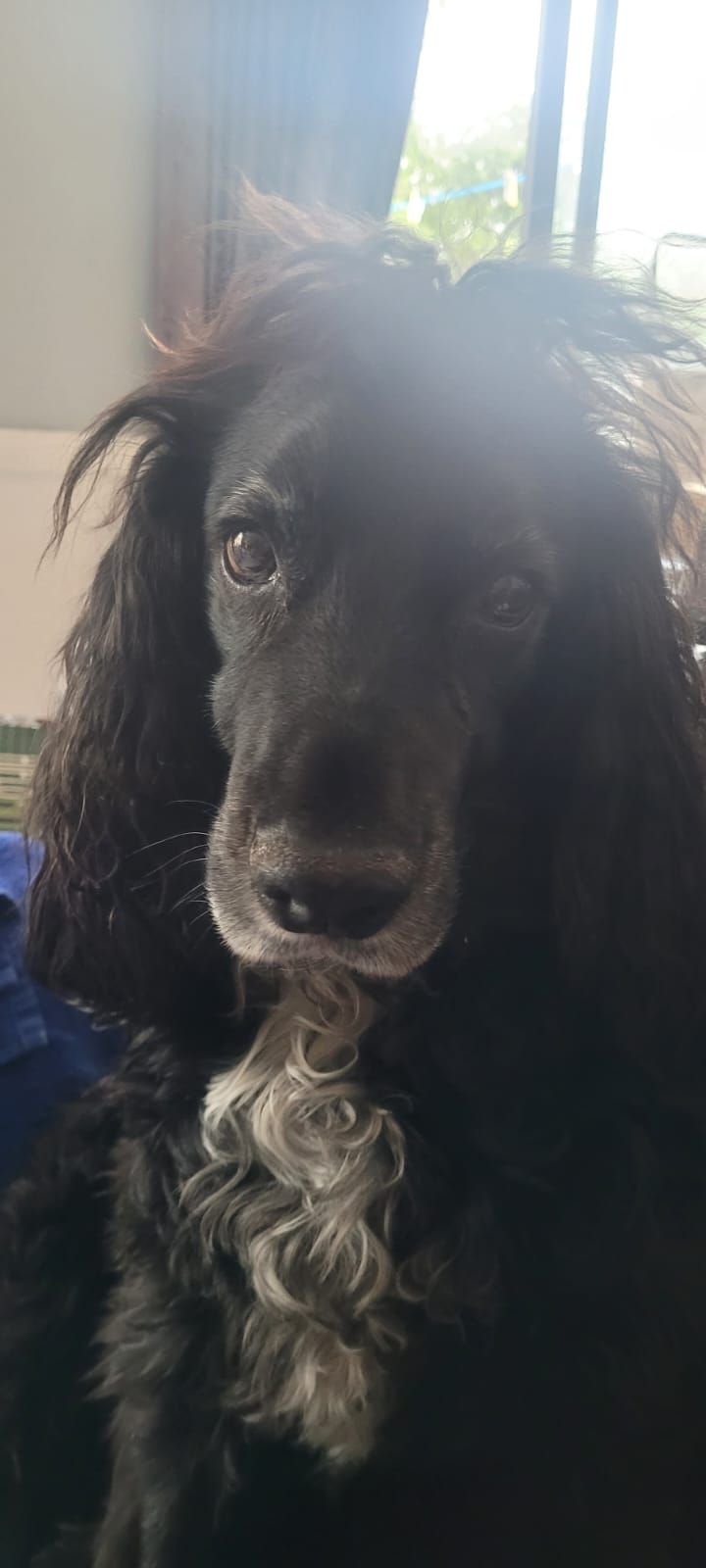 A black dog with long, curly fur is looking directly at the camera. It has white patches on its chest and face.