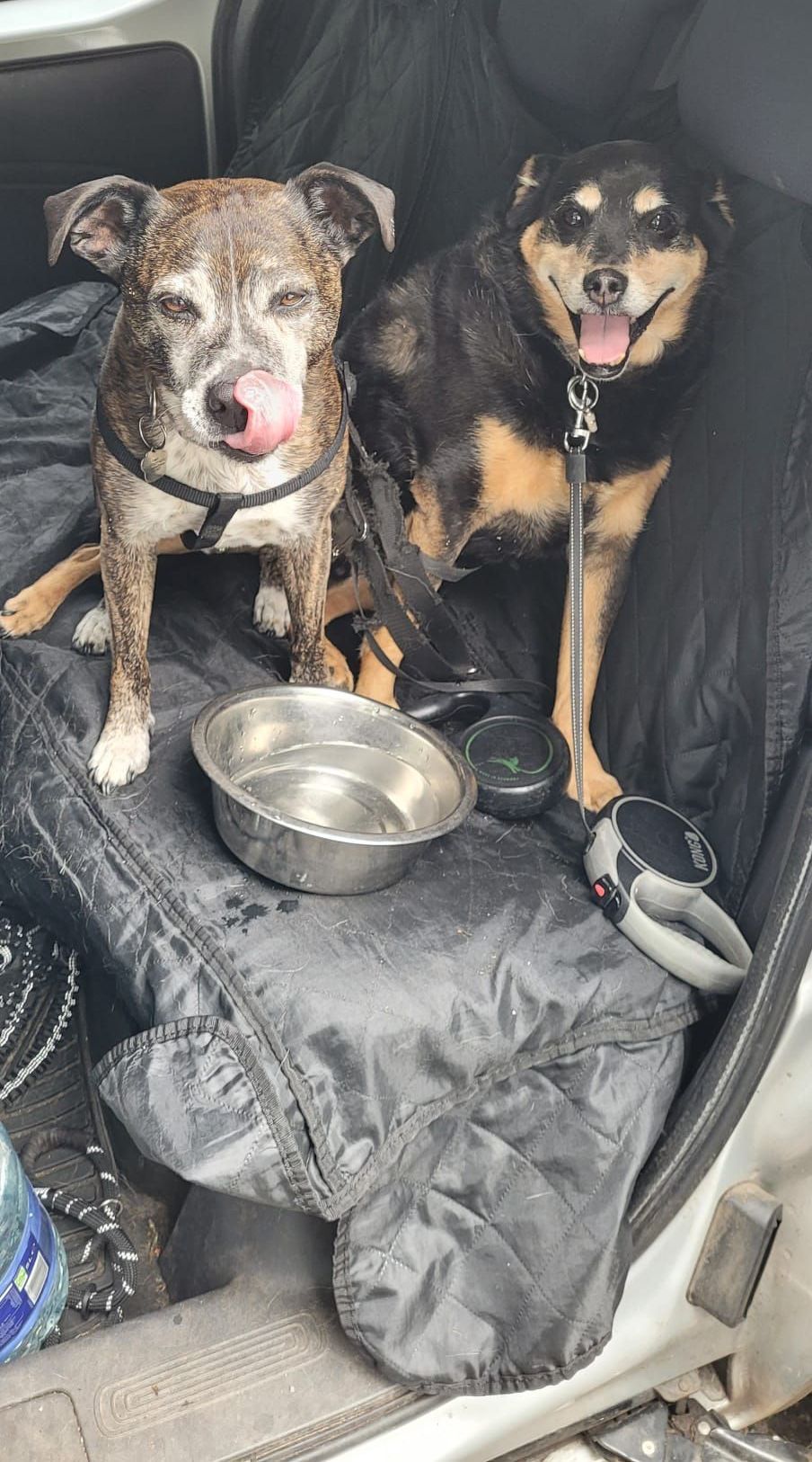 Two wet dogs sit in a car trunk. One licks its snout, the other smiles. A water bowl and leashes are present.