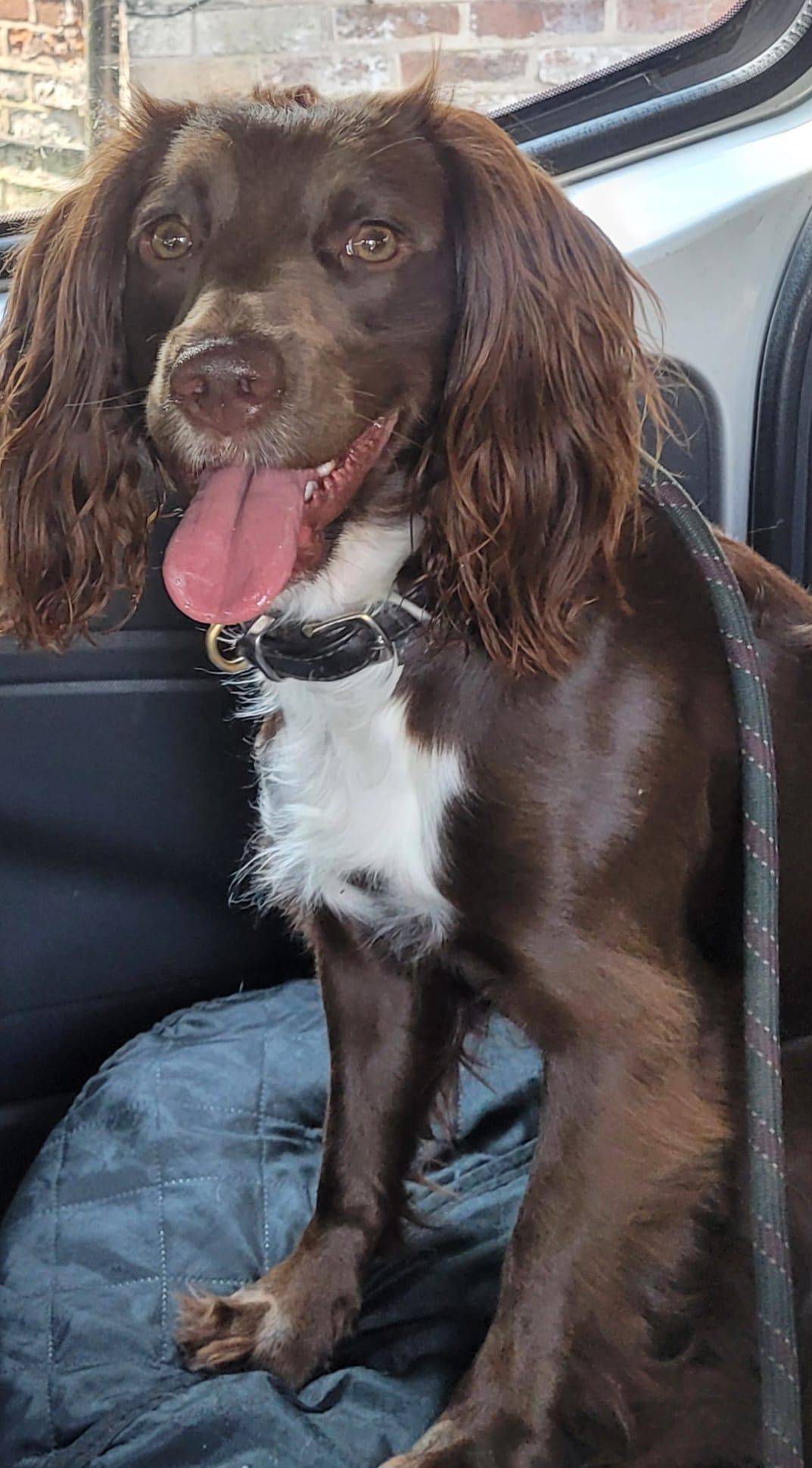 Brown and white spaniel with tongue out, sitting in a car with a leash visible, looking happy.