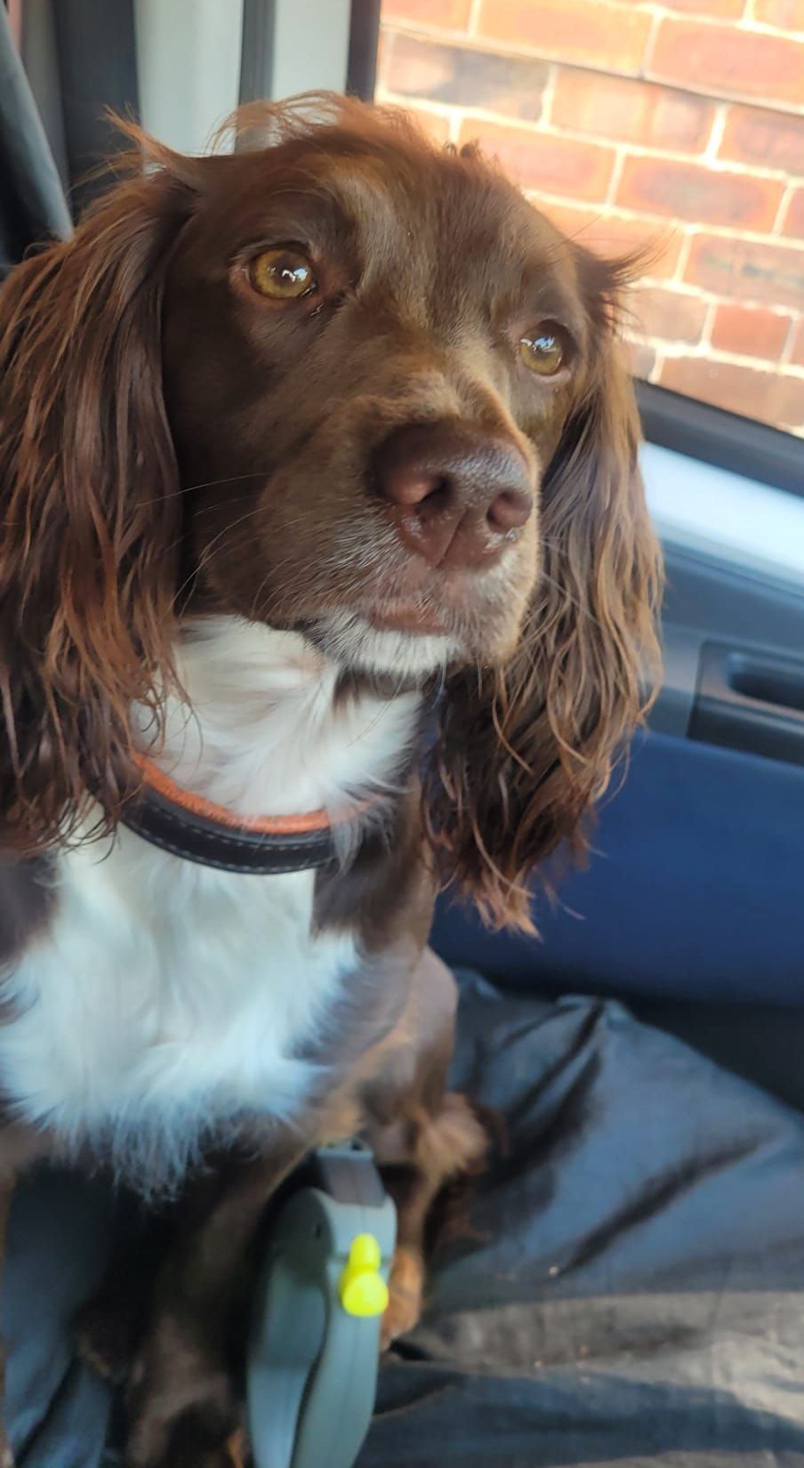 Brown and white spaniel dog sitting in a vehicle, looking alertly towards the right.