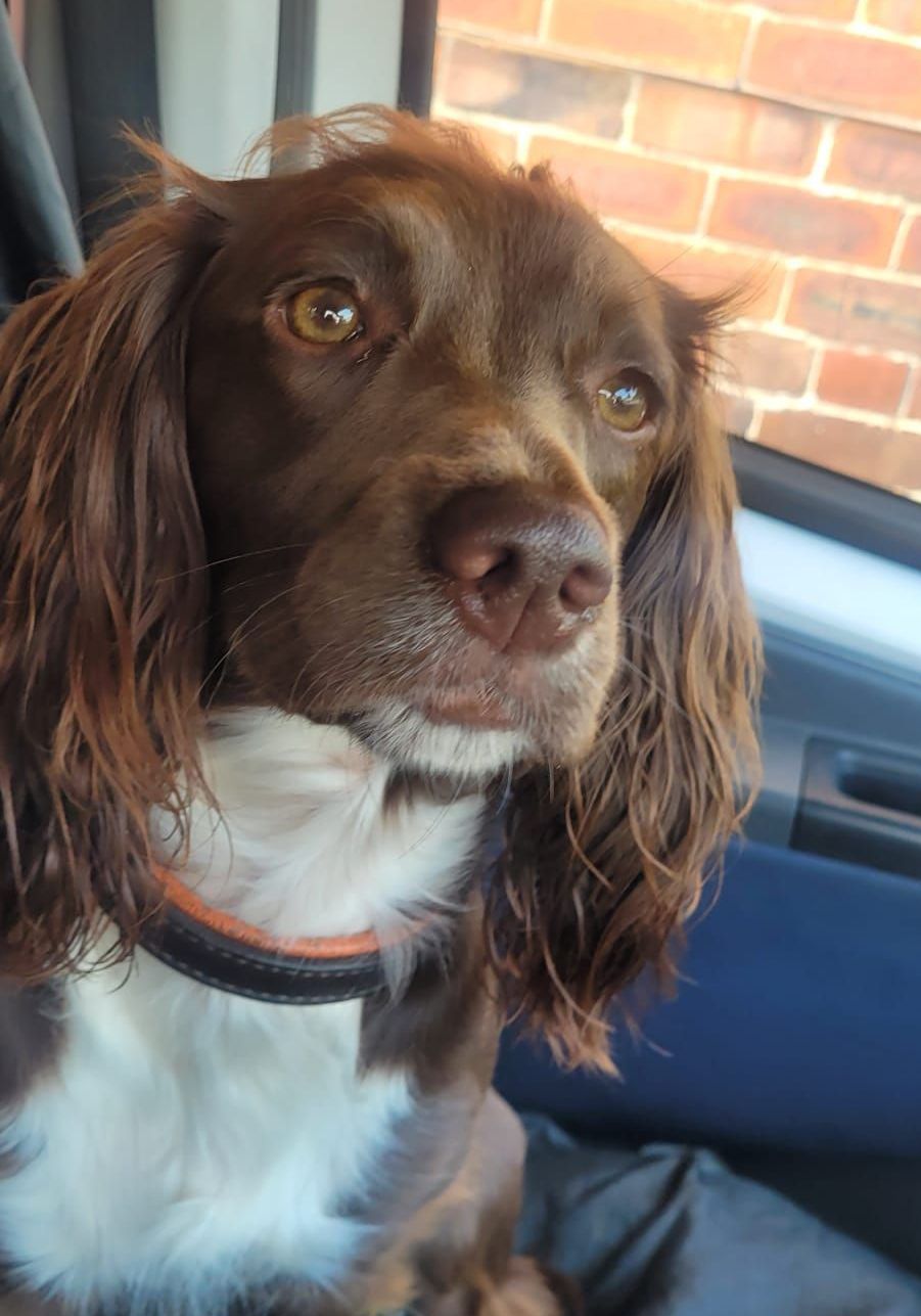 Brown and white Cocker Spaniel looks out the window with a sweet expression. with long, floppy ears and is wearing a collar.