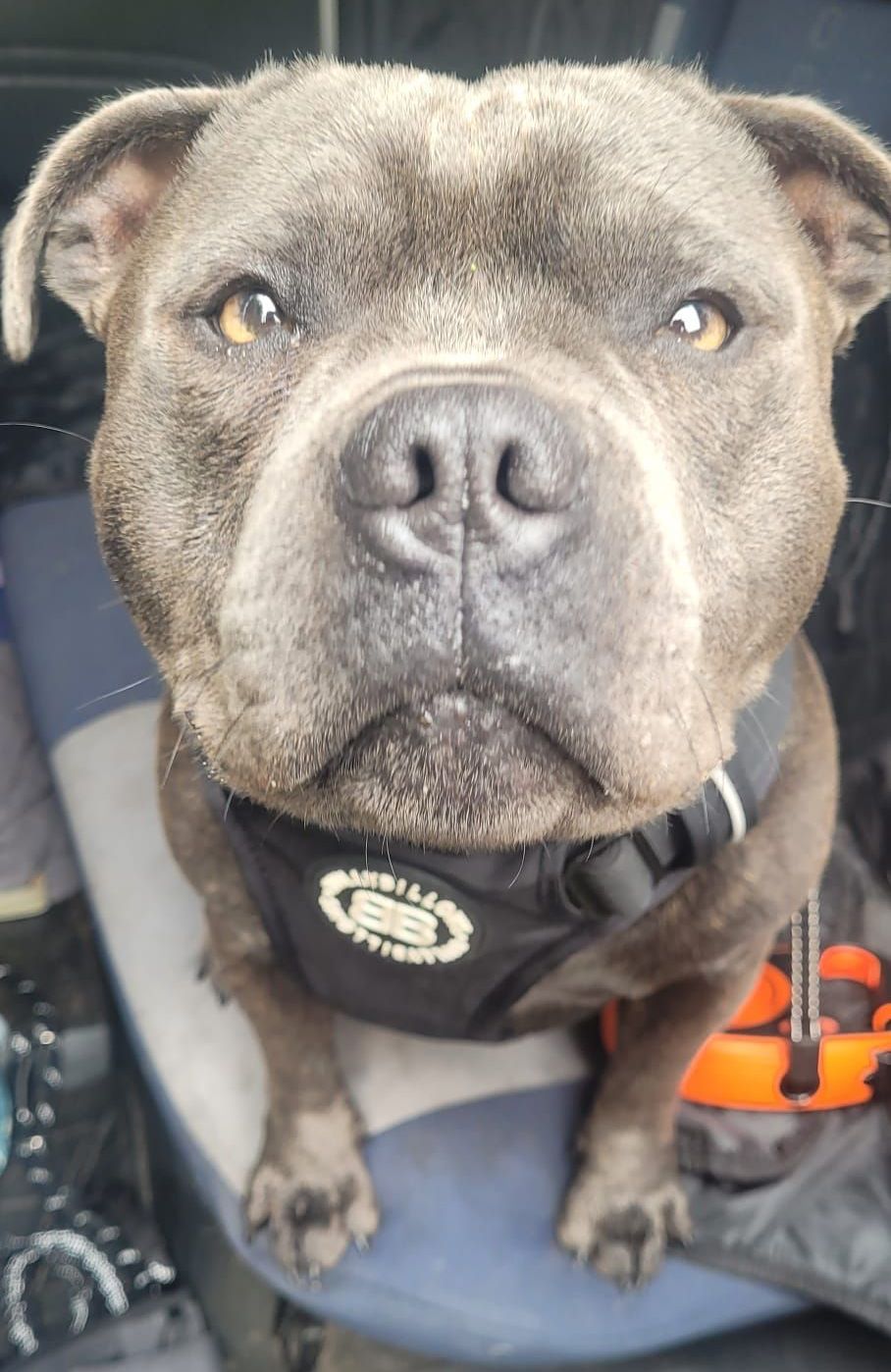 Blue Staffordshire Bull Terrier wearing a harness looks directly at the camera with a slightly concerned expression.