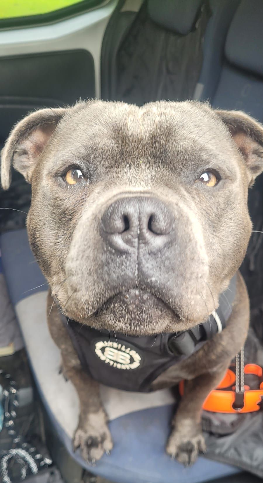 Close-up of a blue-grey Staffordshire Bull Terrier wearing a black harness, looking directly at the viewer.