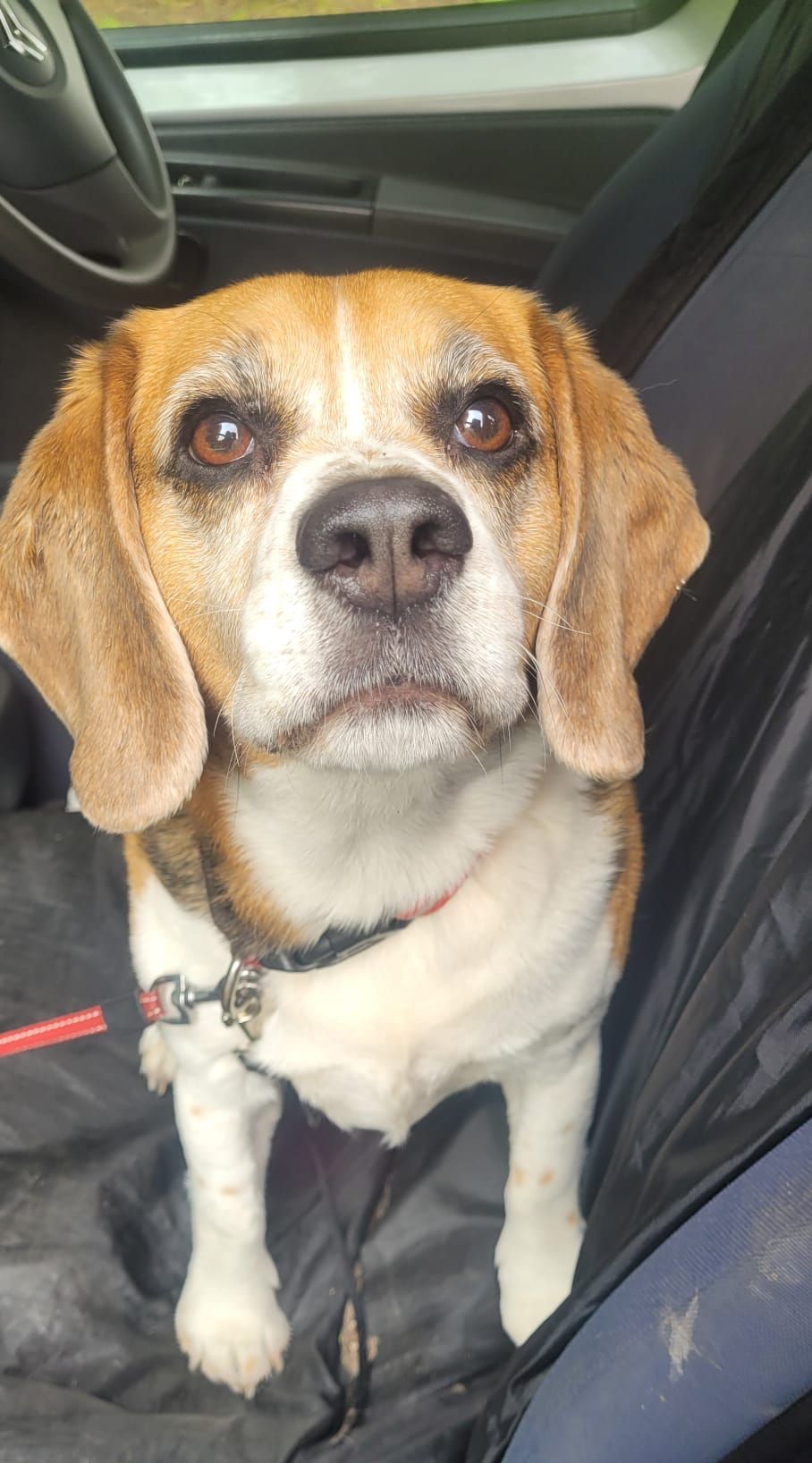 A Beagle with brown and white fur sits in a vehicle, looking at the camera with a focused expression.