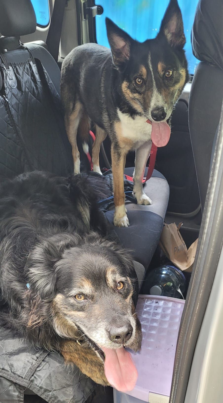 Two dogs in a car. One stands with tongue out, while the other lies down with its tongue out.