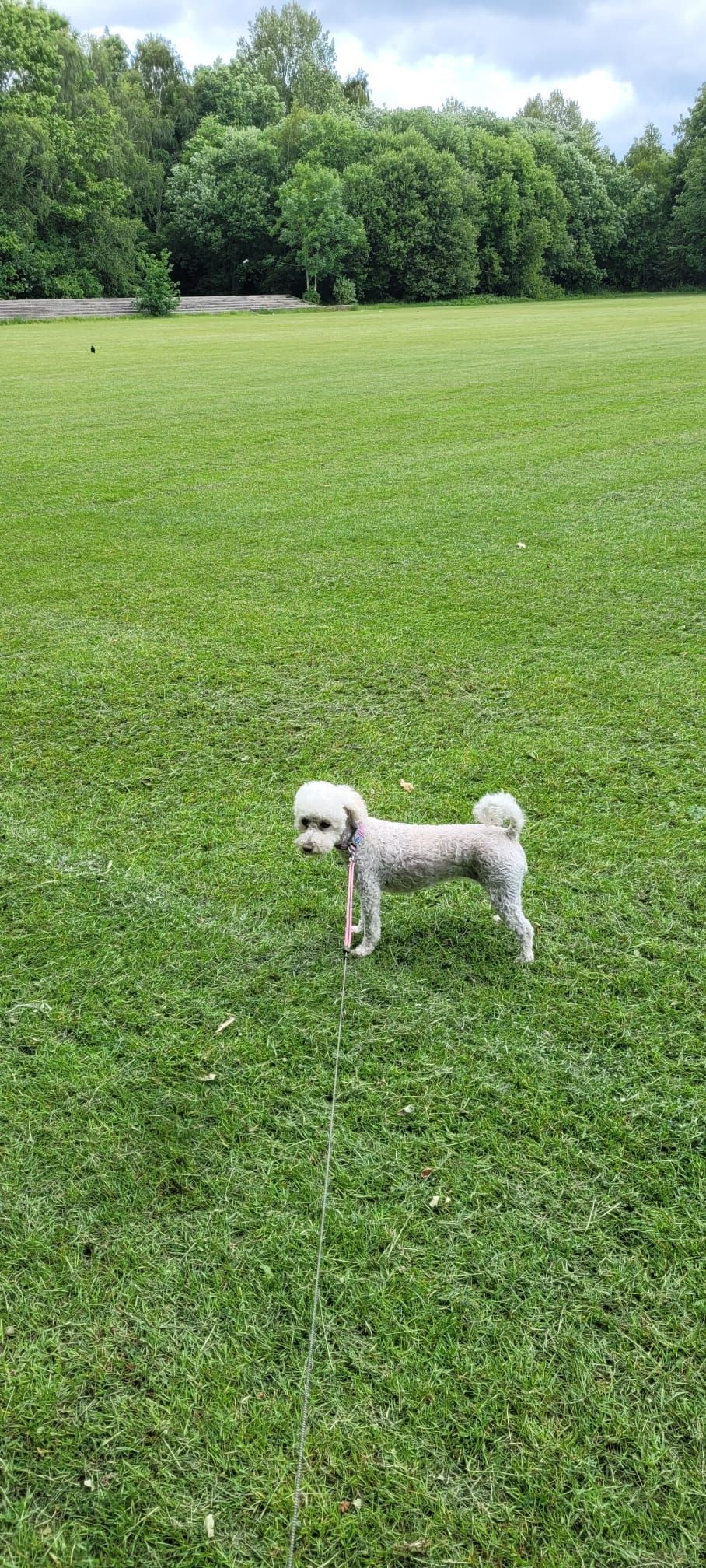 A small, grey dog stands in a green grassy field, with trees in the background under a cloudy sky.