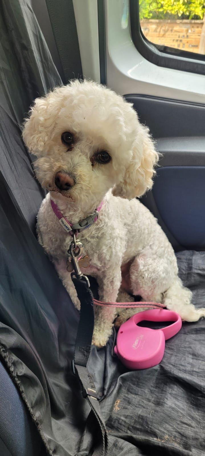 A white poodle sits in a vehicle, wearing a pink collar and leash, a pink leash reel beside it.