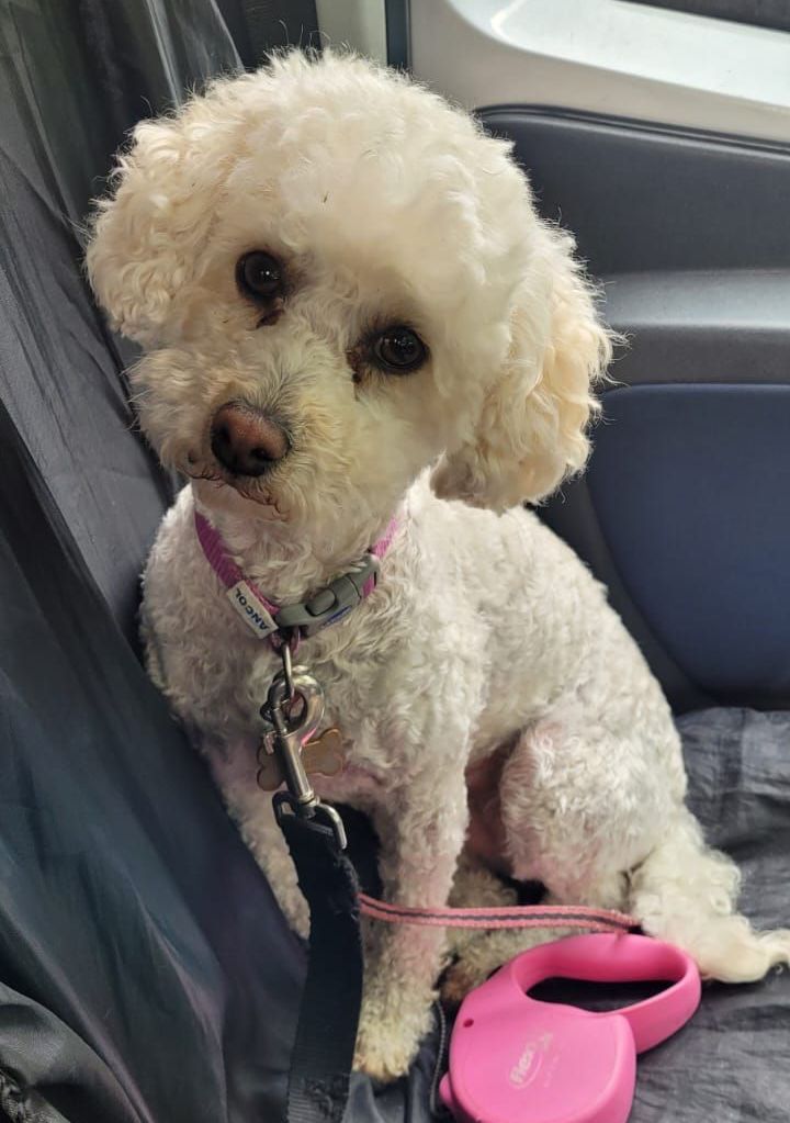 White fluffy Bichon Frise sitting in a car seat, looking towards the camera with a pink leash and collar.