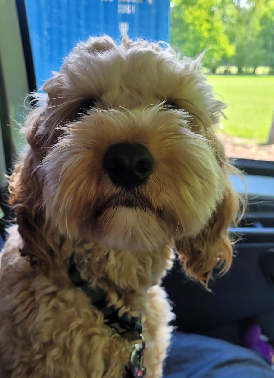 A fluffy, brown and white Cockapoo dog with a sweet expression, sitting indoors near a window with a park in the background.
