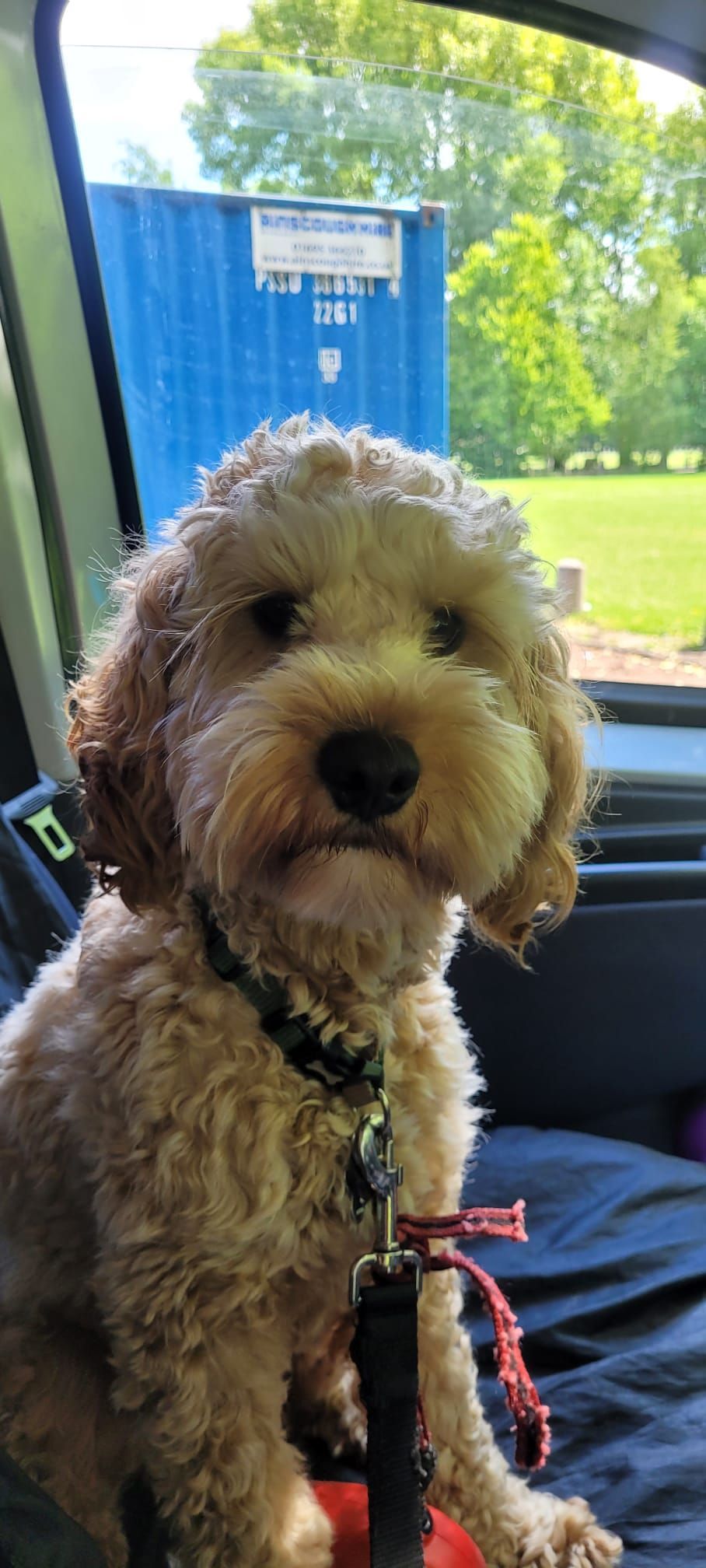 A fluffy, brown and white Goldendoodle sits in a car, looking at the camera. Trees are visible in the background.