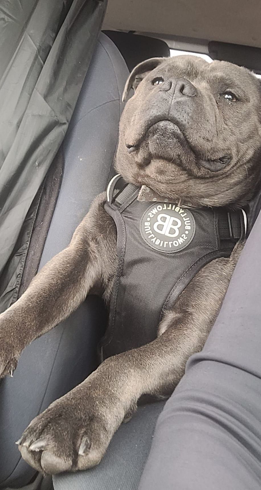 Dark-colored Staffordshire Bull Terrier in a car, wearing a harness. The dog is sitting, looking towards the camera.
