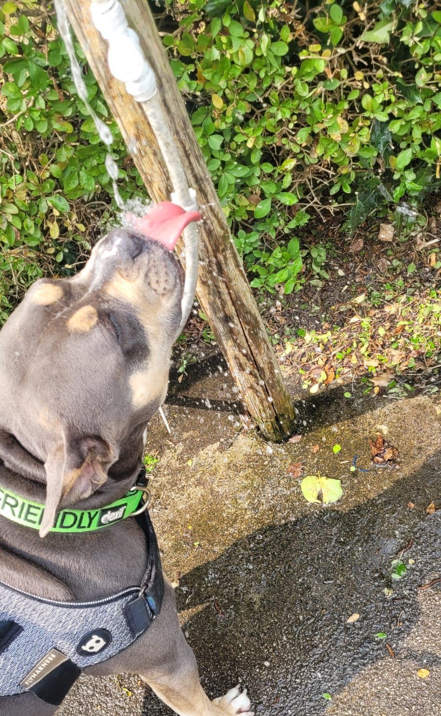 Blue pitbull drinking water from a pipe outdoors, wearing a green