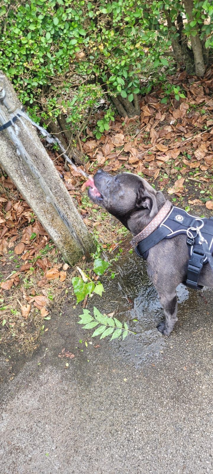 A gray dog wearing a harness licks water running from a post outdoors, with greenery and leaves in the background.