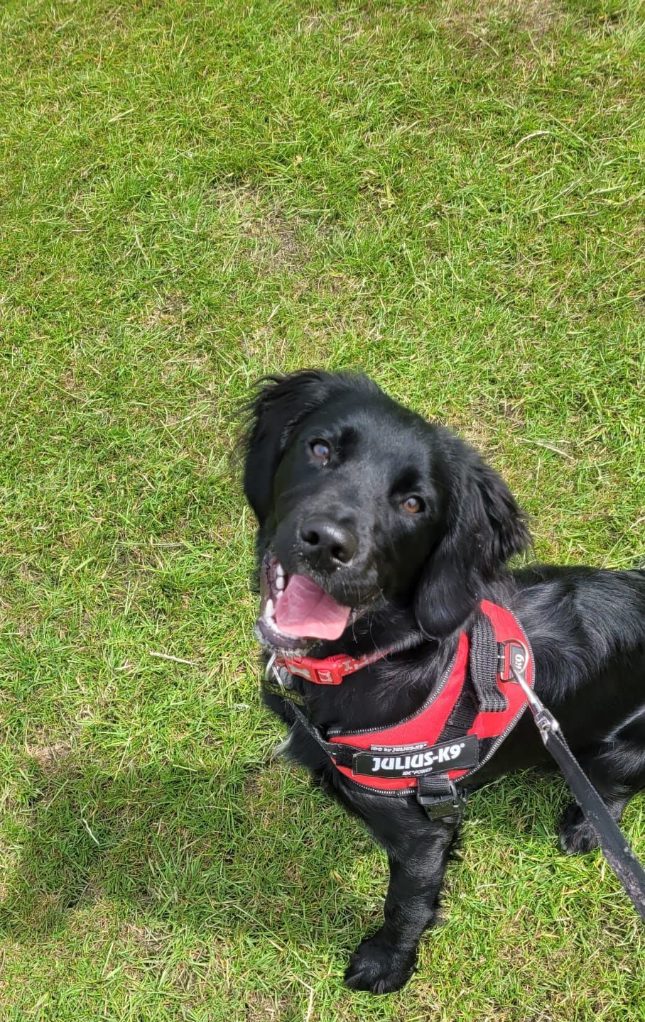 Black dog wearing a red harness smiles on a grassy lawn.