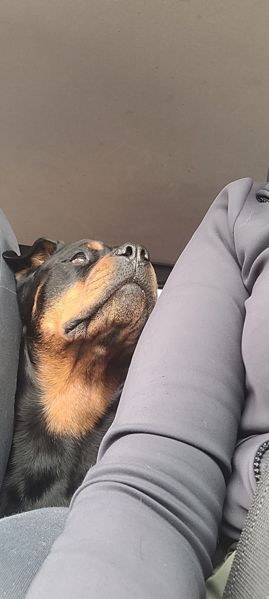 A Rottweiler rests its head on a person's lap. The dog has brown markings and looks up with a hopeful expression.