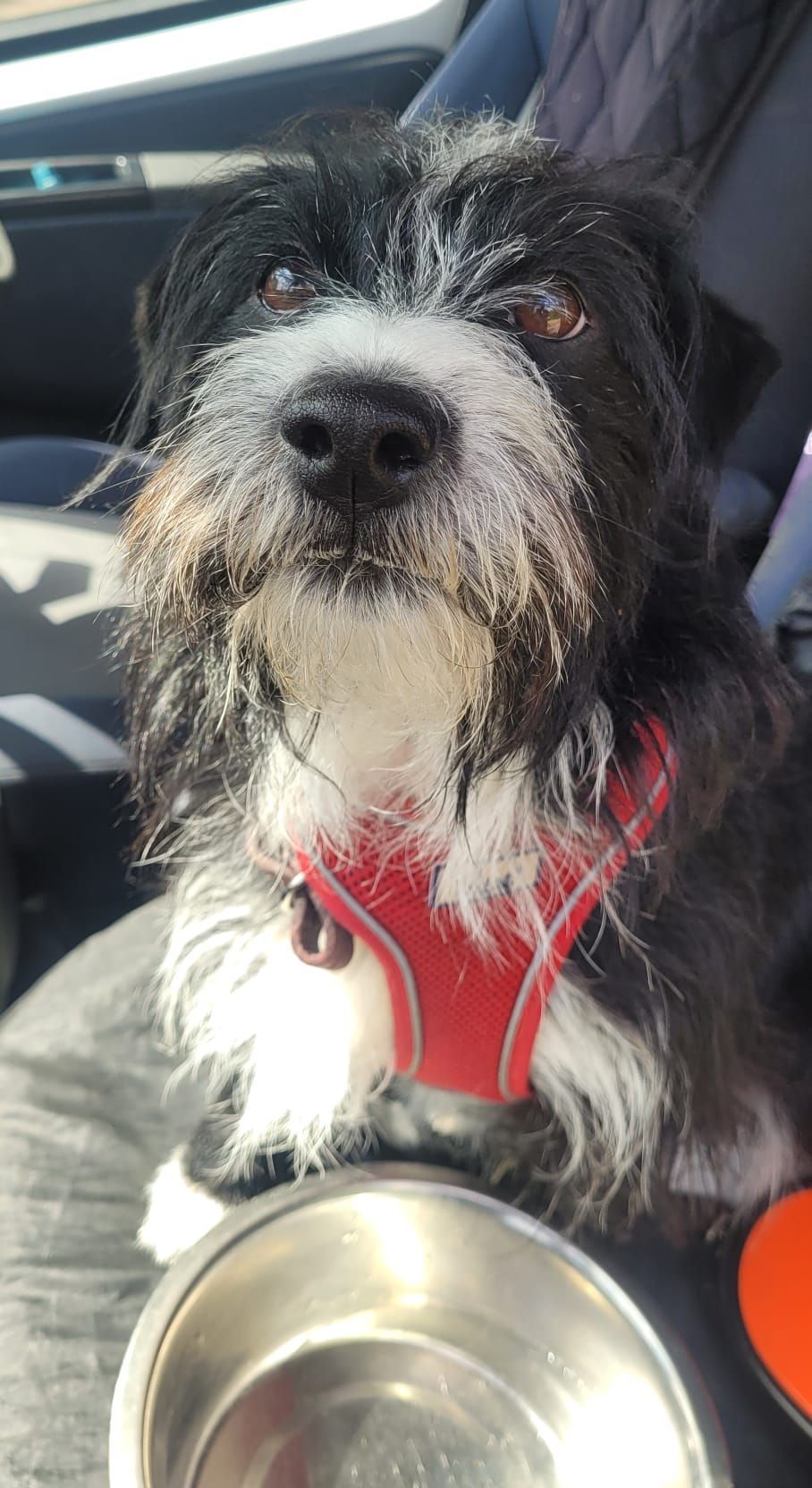 Black and white dog with a red harness, looking up at the camera. Silver bowl in the foreground.