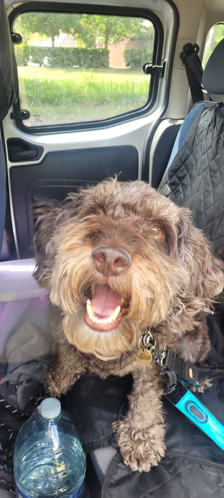 A brown dog with an open mouth and happy expression is in a vehicle. The dog is in the back seat near the window with water.