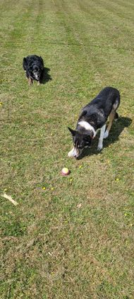 Two dogs on a grassy lawn. One sniffs at an object, while the other looks on from a distance.