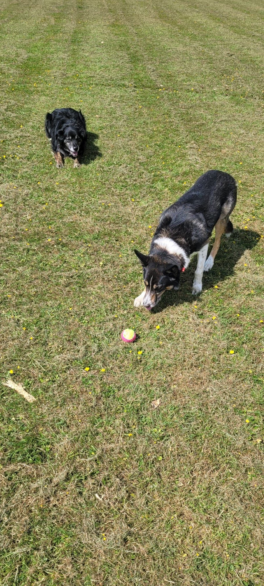 Two dogs in a grassy yard: one black and white dog near a small object, the other black dog is further away.