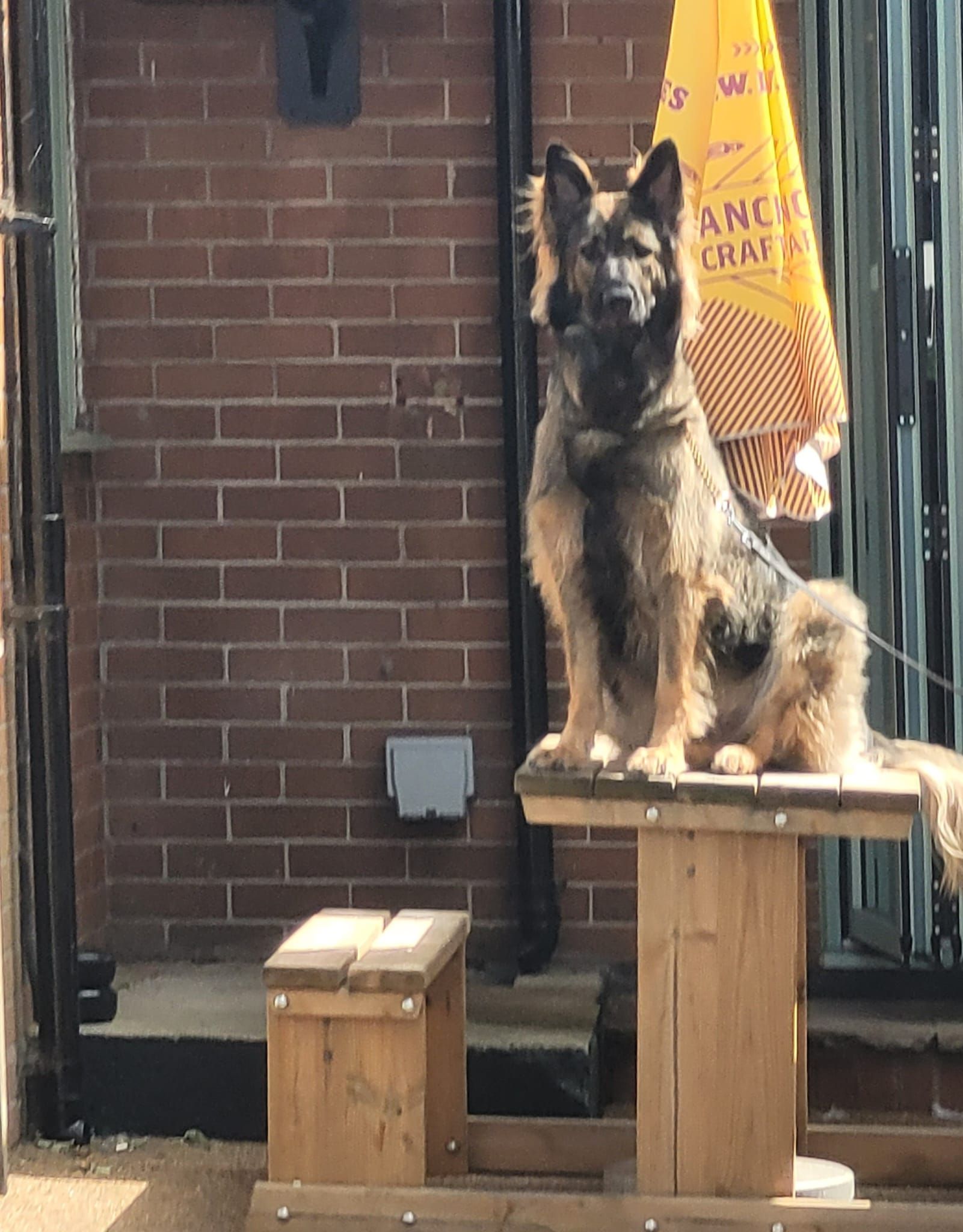 German Shepherd dog sits atop a wooden platform outside, with a brick wall and a yellow umbrella in the background.