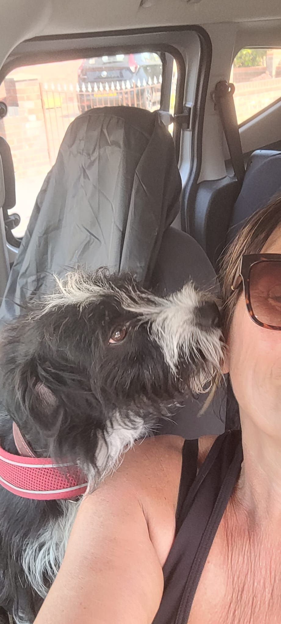 A woman and her dog in a car. The dog has white markings and is wearing a pink collar.