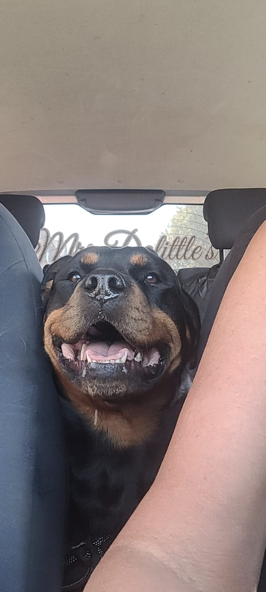 A smiling Rottweiler dog in a car, looking up at the camera, with a person's arm and legs visible.