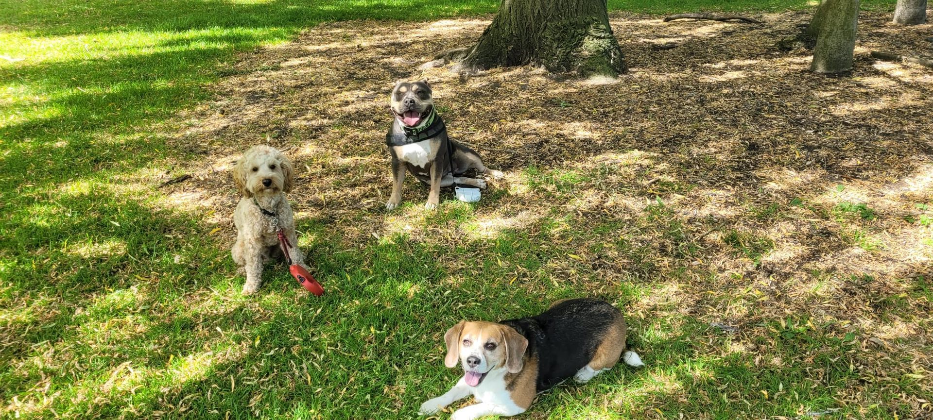 3 dogs in a park, one brown and white, one black and white with a harness, and one golden, playing and laying on the grass.