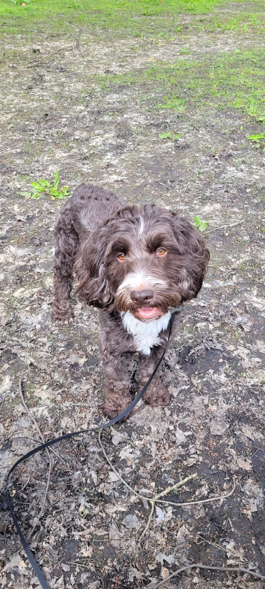 A brown, curly-haired dog with a white chest and muzzle stands on a leafy forest floor, looking up.