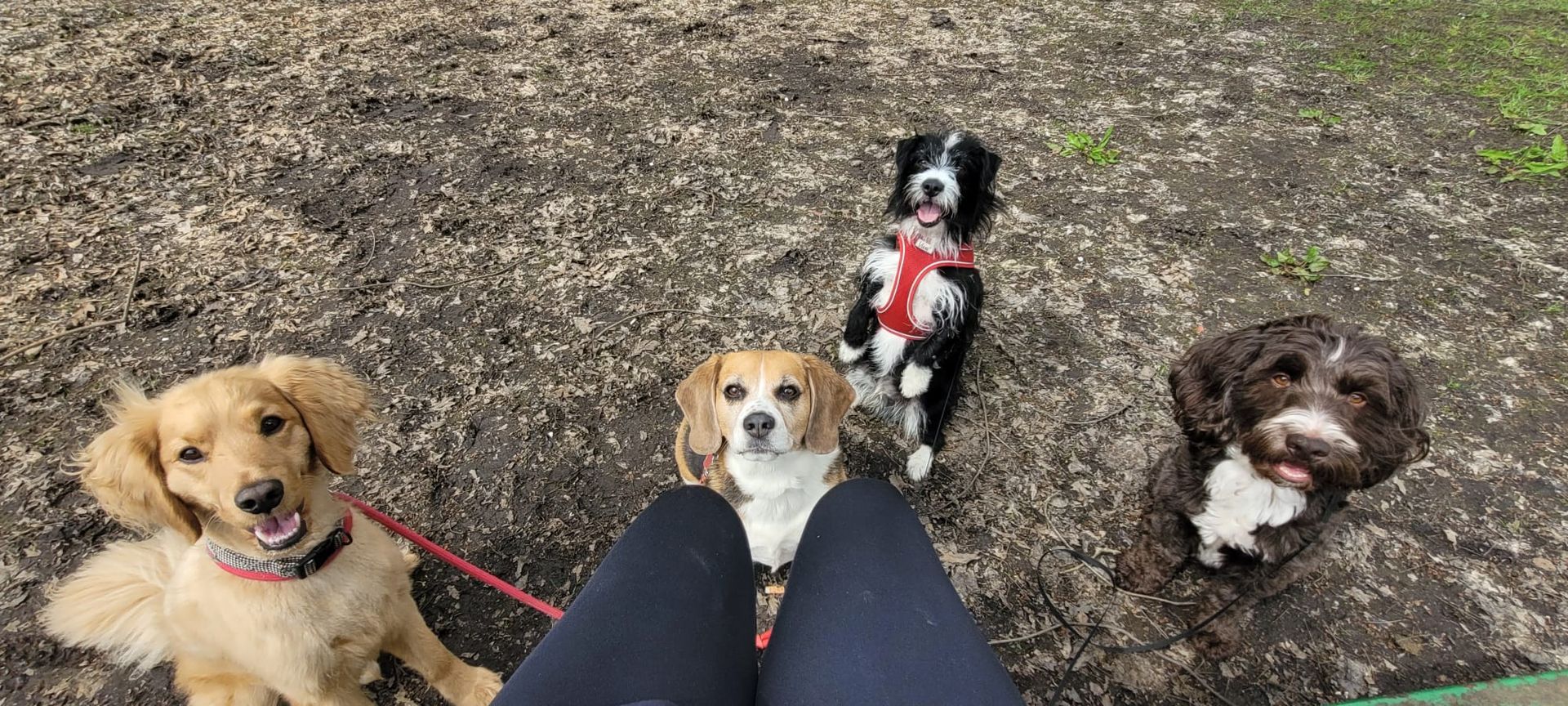 4 dogs of different breeds looking up at the camera while sitting on the ground; the dogs are on leashes and appear happy.