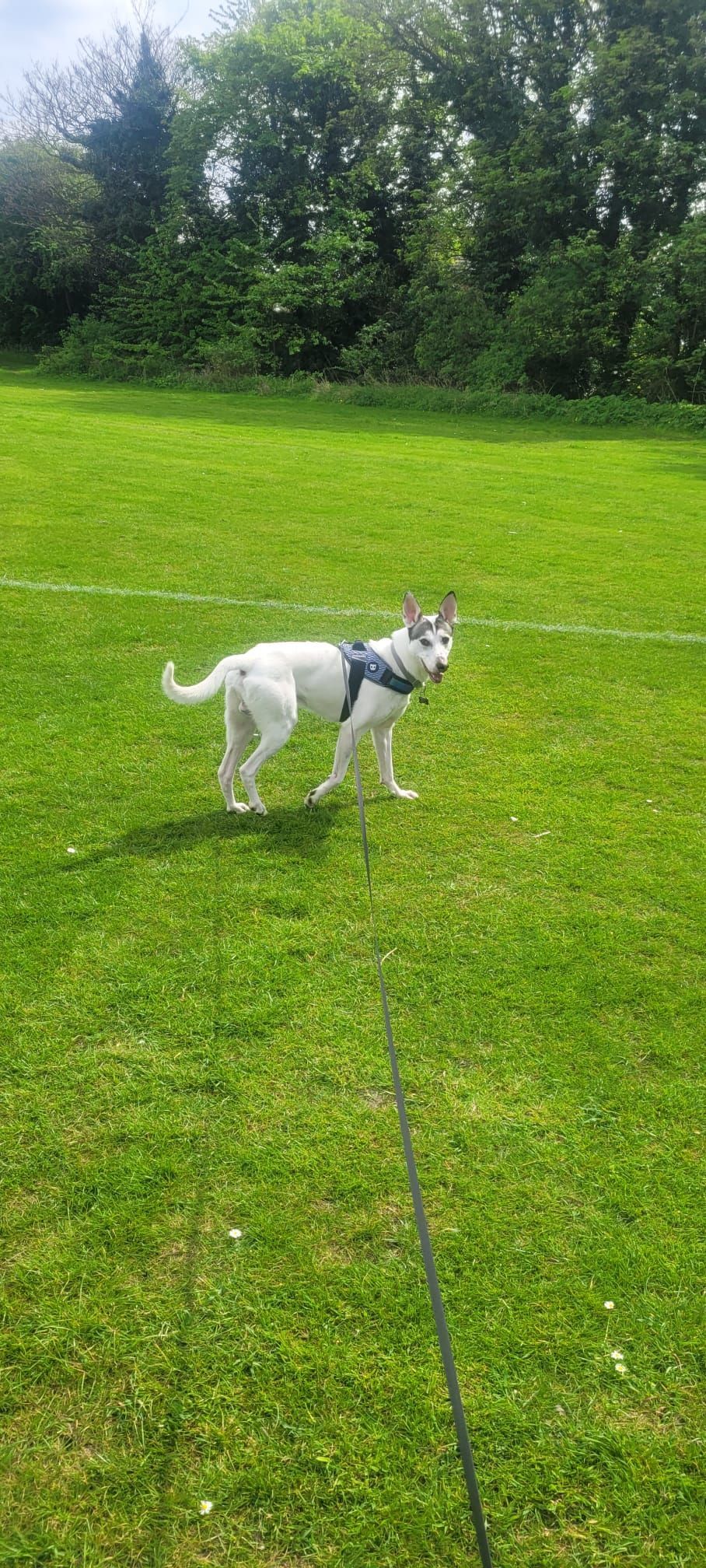 A white dog wearing a blue harness stands on a grassy field, looking towards the camera. Trees fill the background.