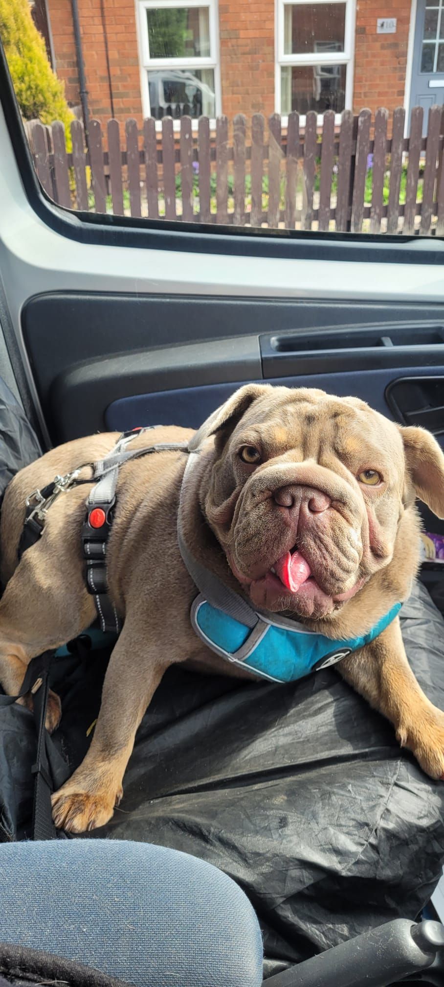 A brown bulldog with a blue harness sticking out its tongue, seated inside a vehicle. A house is visible in the background.