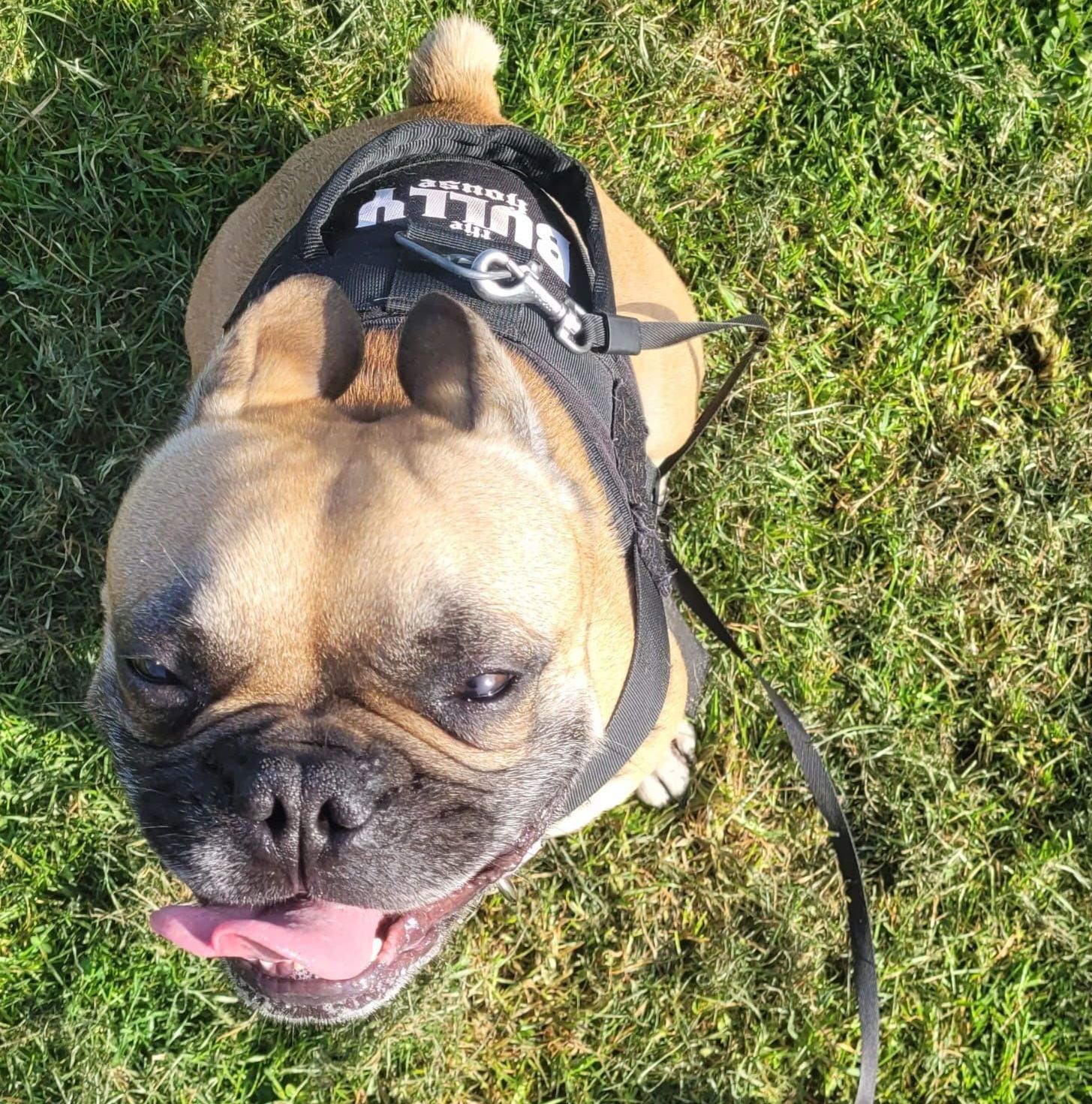 A tan French bulldog wearing a black harness with a leash, sitting in grass and looking upwards with its tongue out.