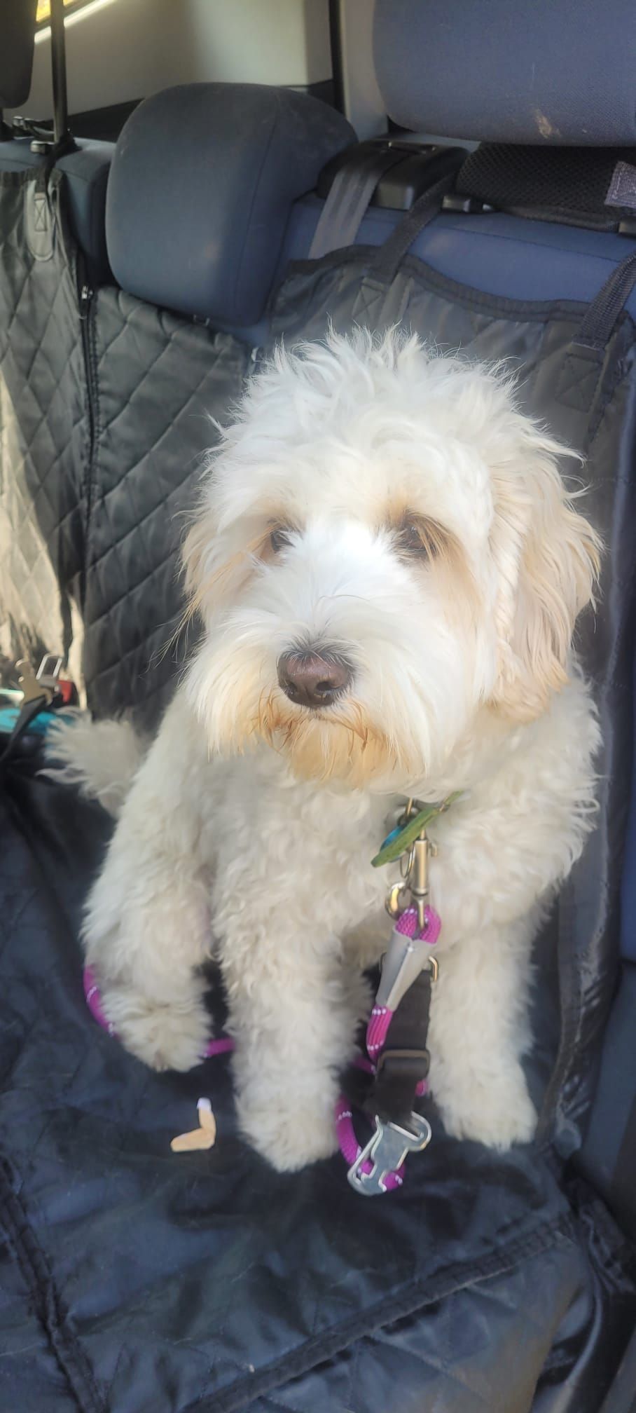 A fluffy, light-colored dog with brown around its eyes is sitting in a car. It wears a collar with a leash clipped to a seat.