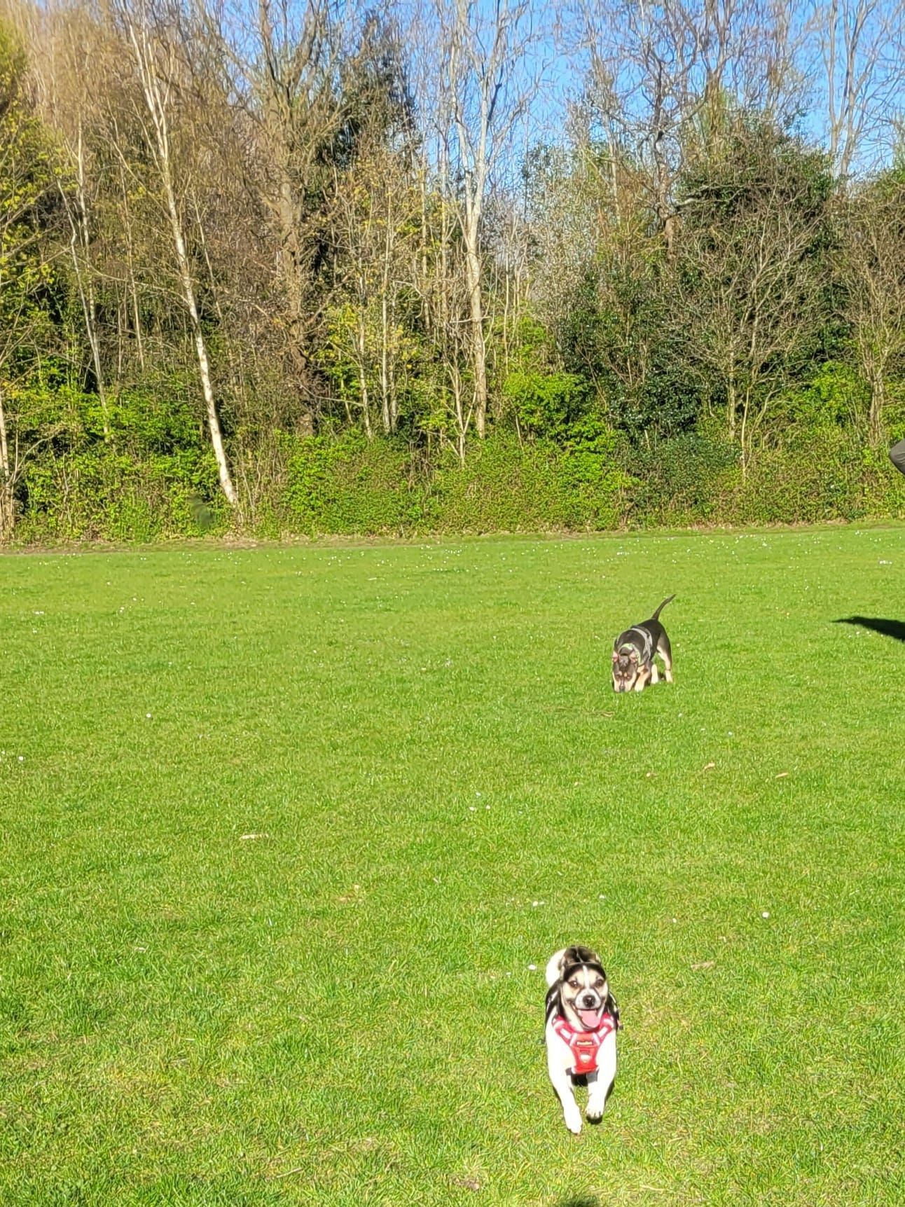 Two dogs running on a green grassy field towards the camera, with trees in the background under a clear blue sky.