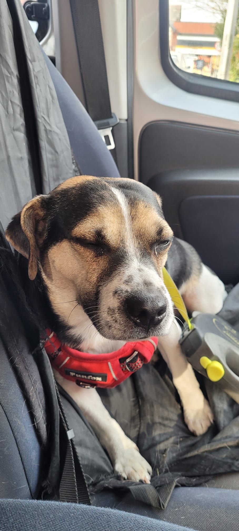 Dog wearing a red harness in a car. Black, white, and tan fur; eyes closed.