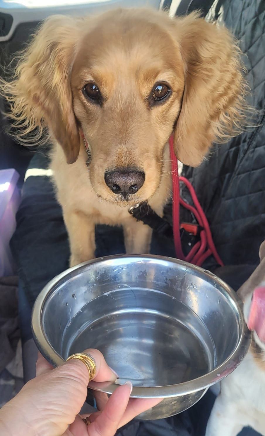 Golden-colored dog with floppy ears looks at the camera while a hand holds a water bowl. The dog appears to be thirsty.
