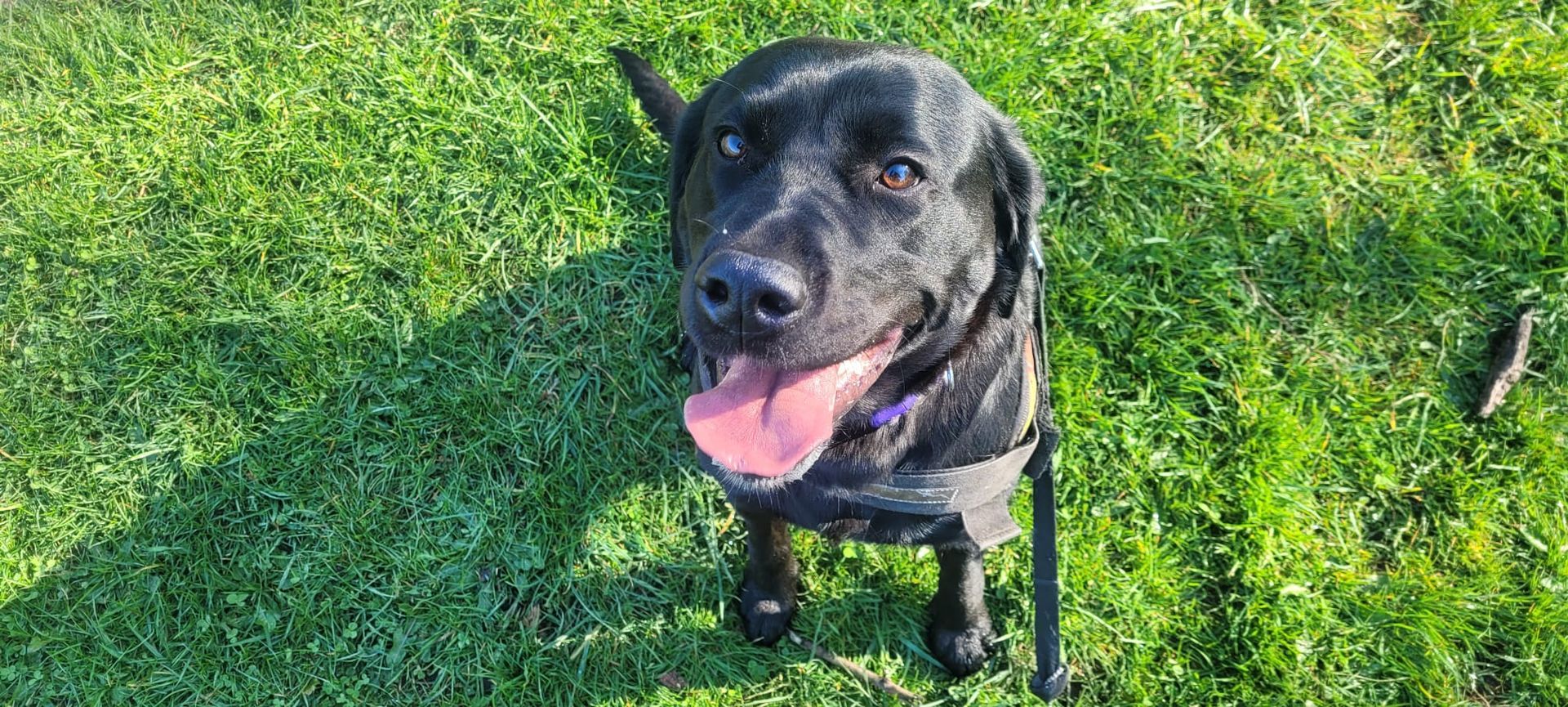 A black Labrador dog with its tongue out sits on green grass in the sunlight.