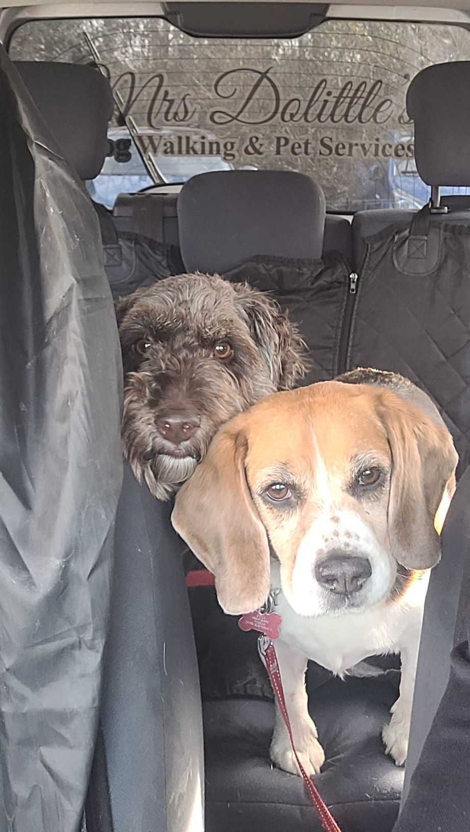 Two dogs, a black poodle mix and a beagle, in the back seat of a car. The beagle is looking at the camera.