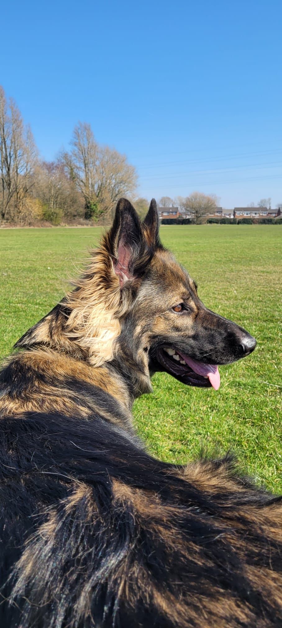 A German Shepherd dog with brindle fur stands in a grassy field under a clear blue sky.