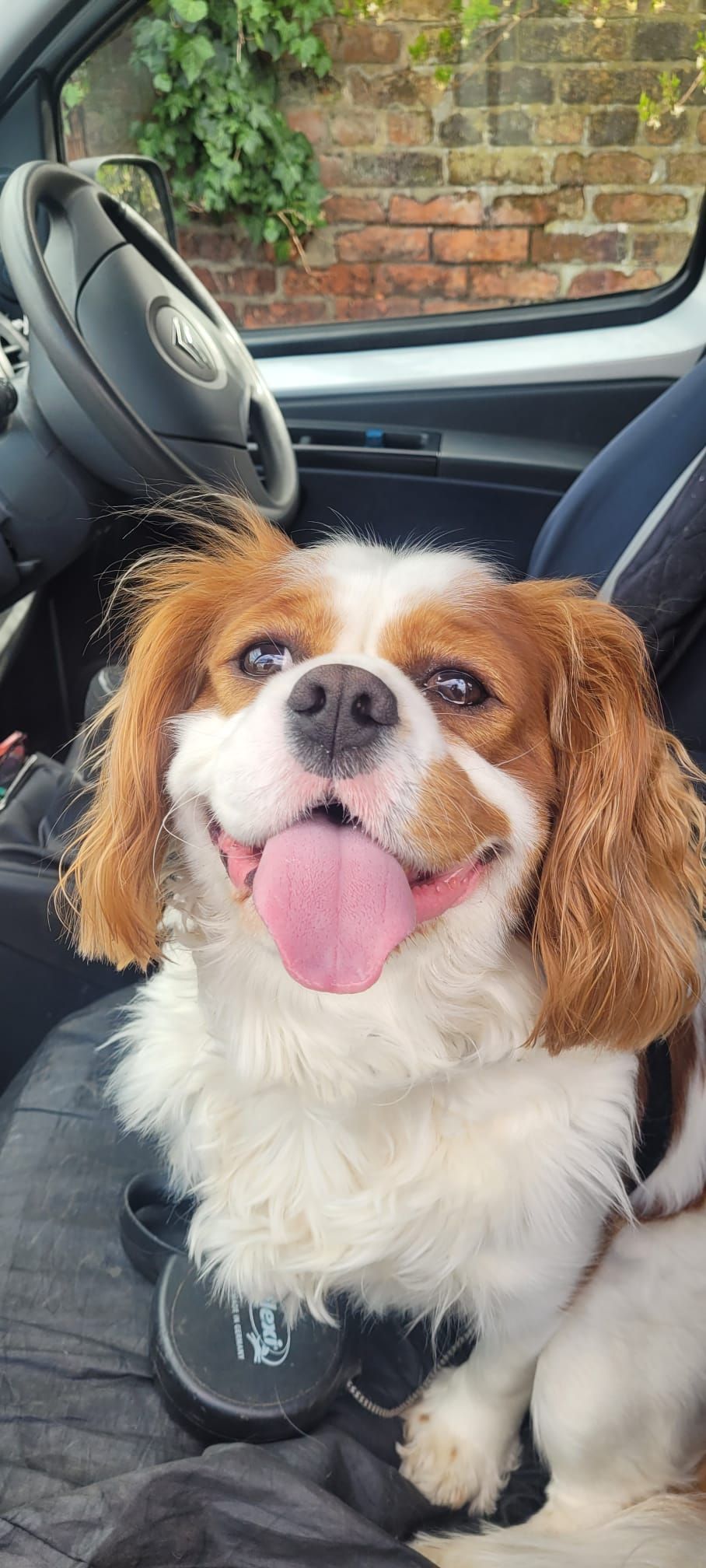 A Cavalier King Charles Spaniel with a happy expression, tongue out, in a vehicle. The dog is mostly white and brown.
