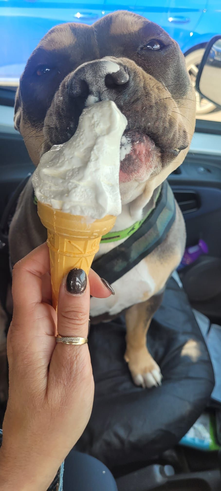 Dog eating ice cream cone in a car. Person holds the cone; dog's face is covered in ice cream.
