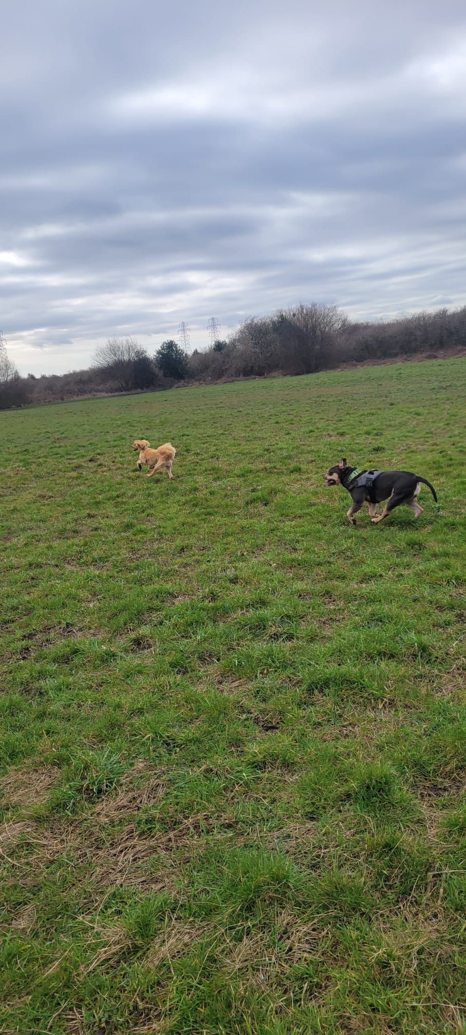 Two dogs playing in a grassy field under a cloudy sky. One dog is brown, the other is black and white.