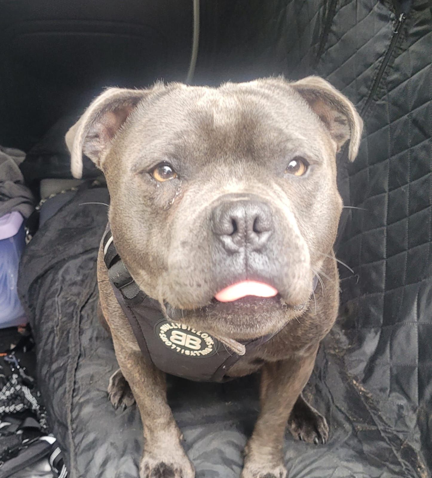 Blue Staffordshire Bull Terrier with a happy expression wearing a black harness, seated inside a vehicle.