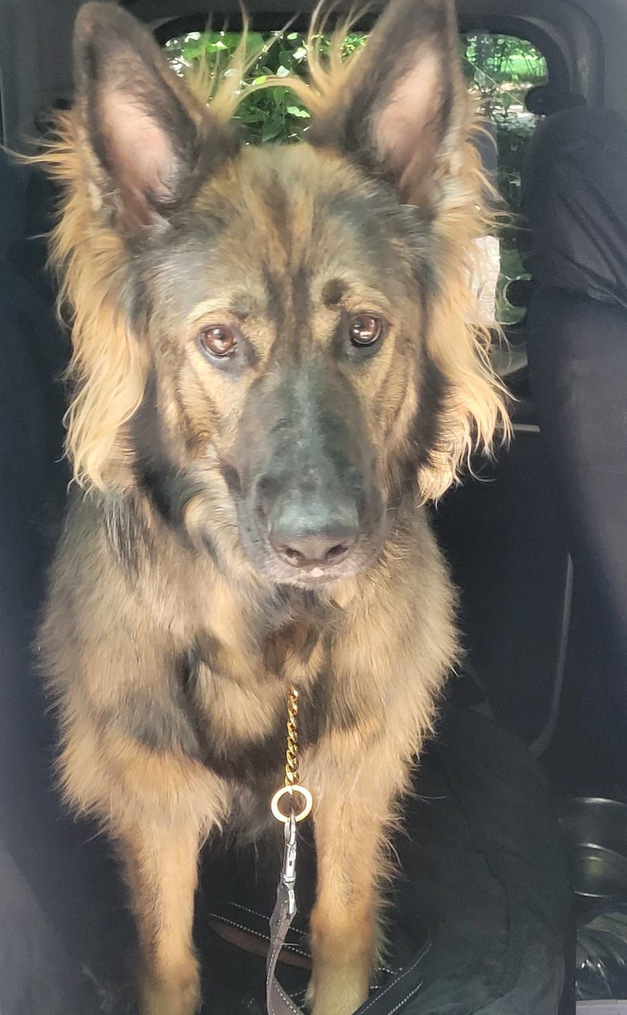 A German Shepherd dog with tan and black fur sits in a car, looking at the camera with a sad expression.