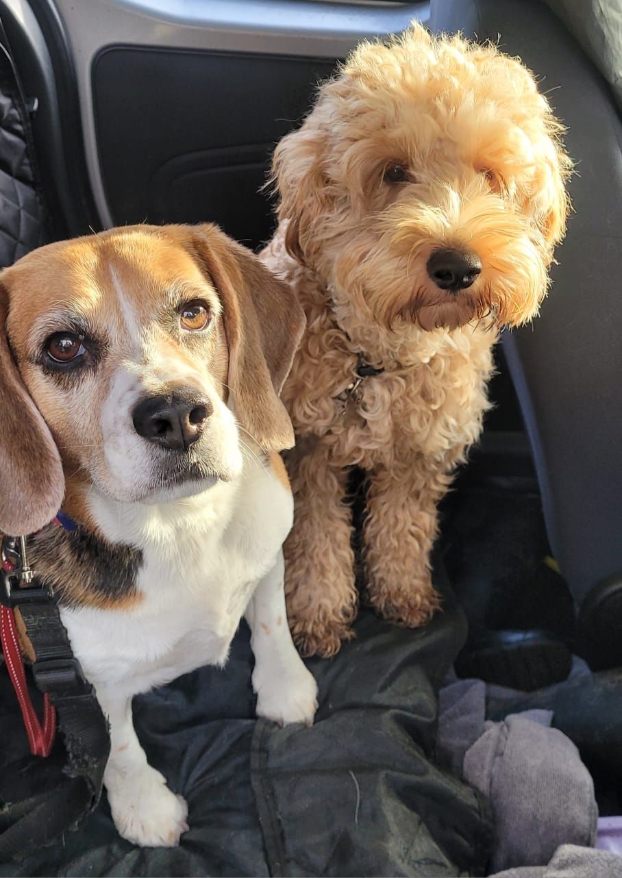 Beagle and goldendoodle looking at the camera, sitting inside a vehicle. The beagle is on the left.