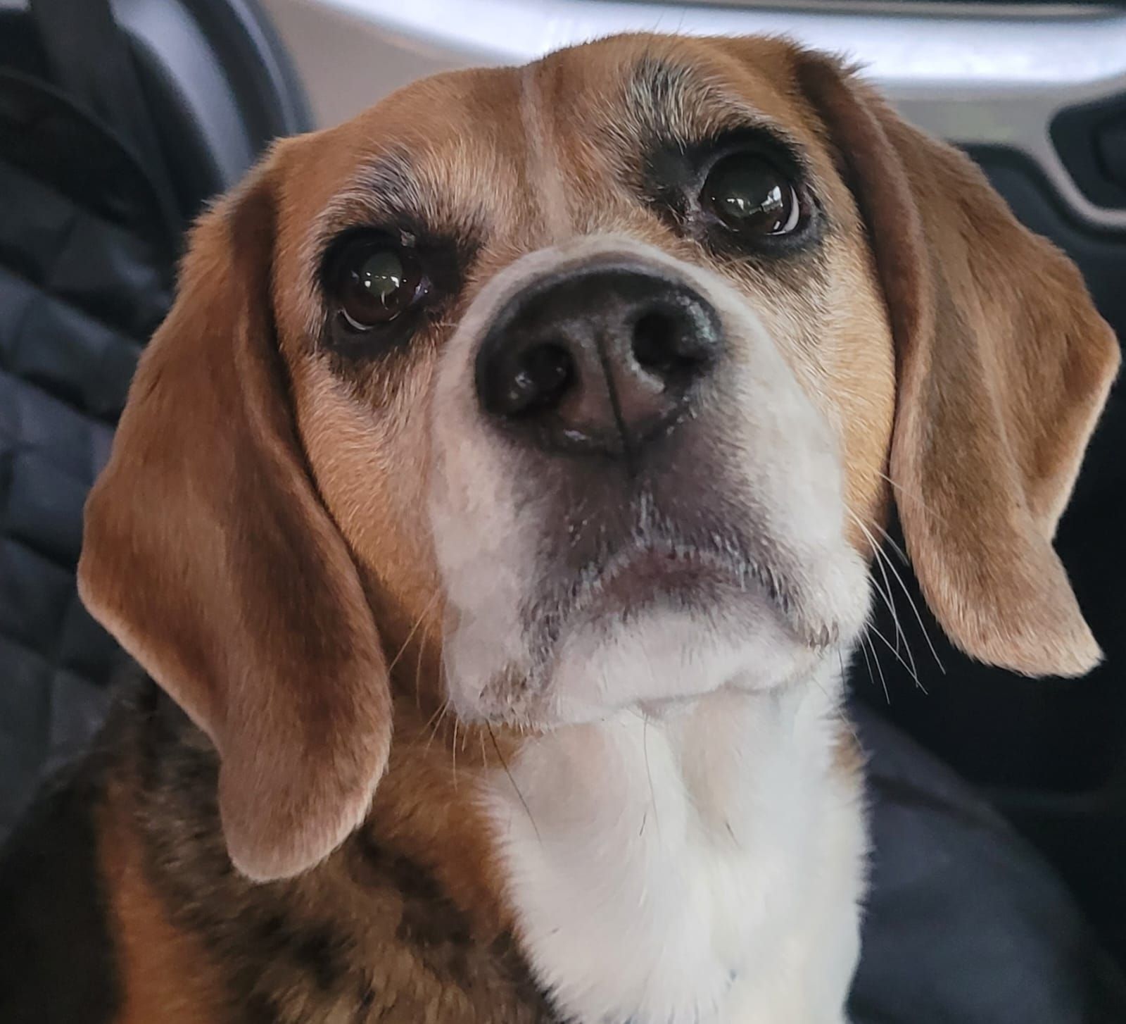 Close-up of a beagle with brown, black, and white fur, tilting its head. It has a gentle expression.