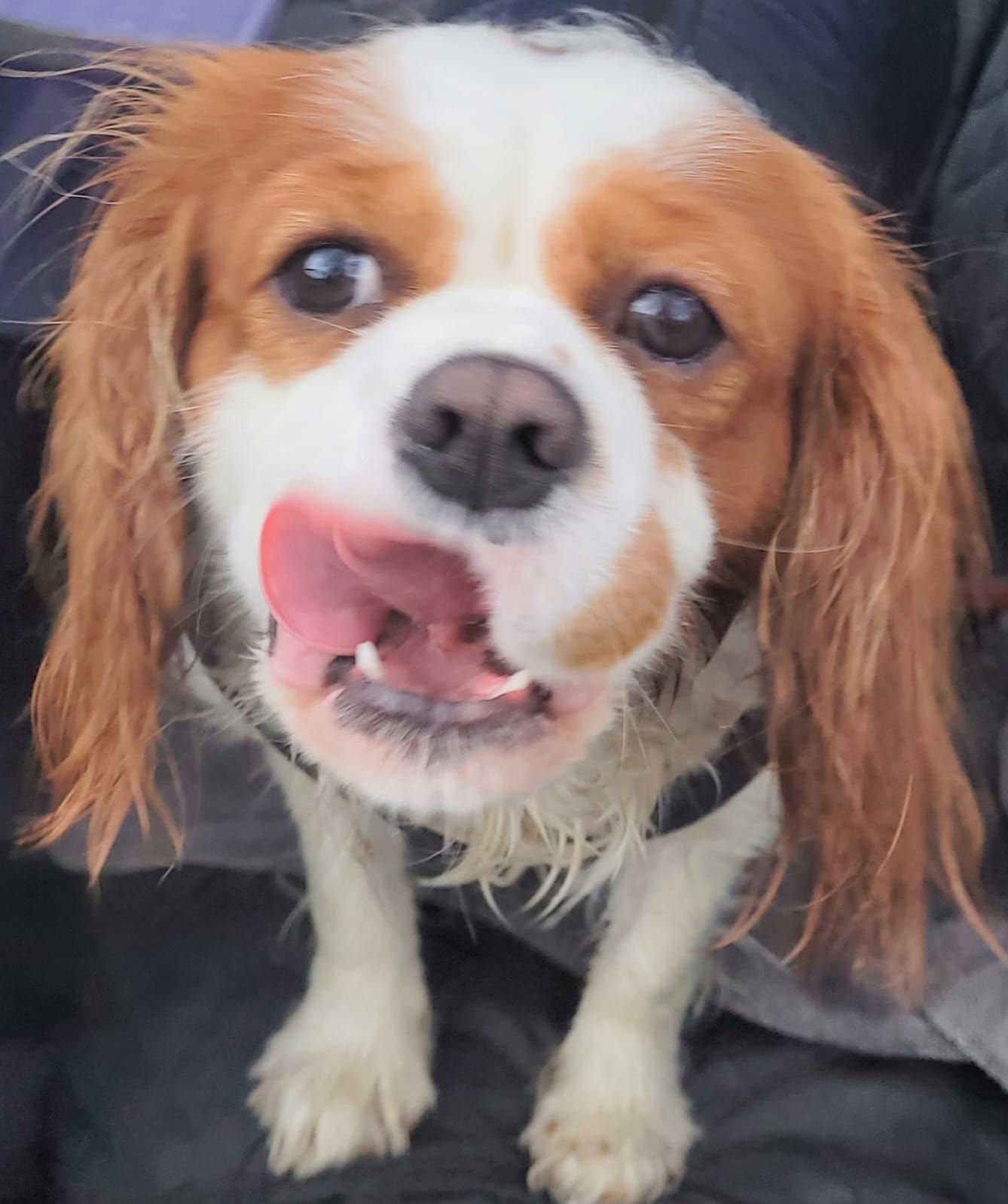 Cavalier King Charles Spaniel with a white and tan coat, licking its nose, looking up, wearing a harness.