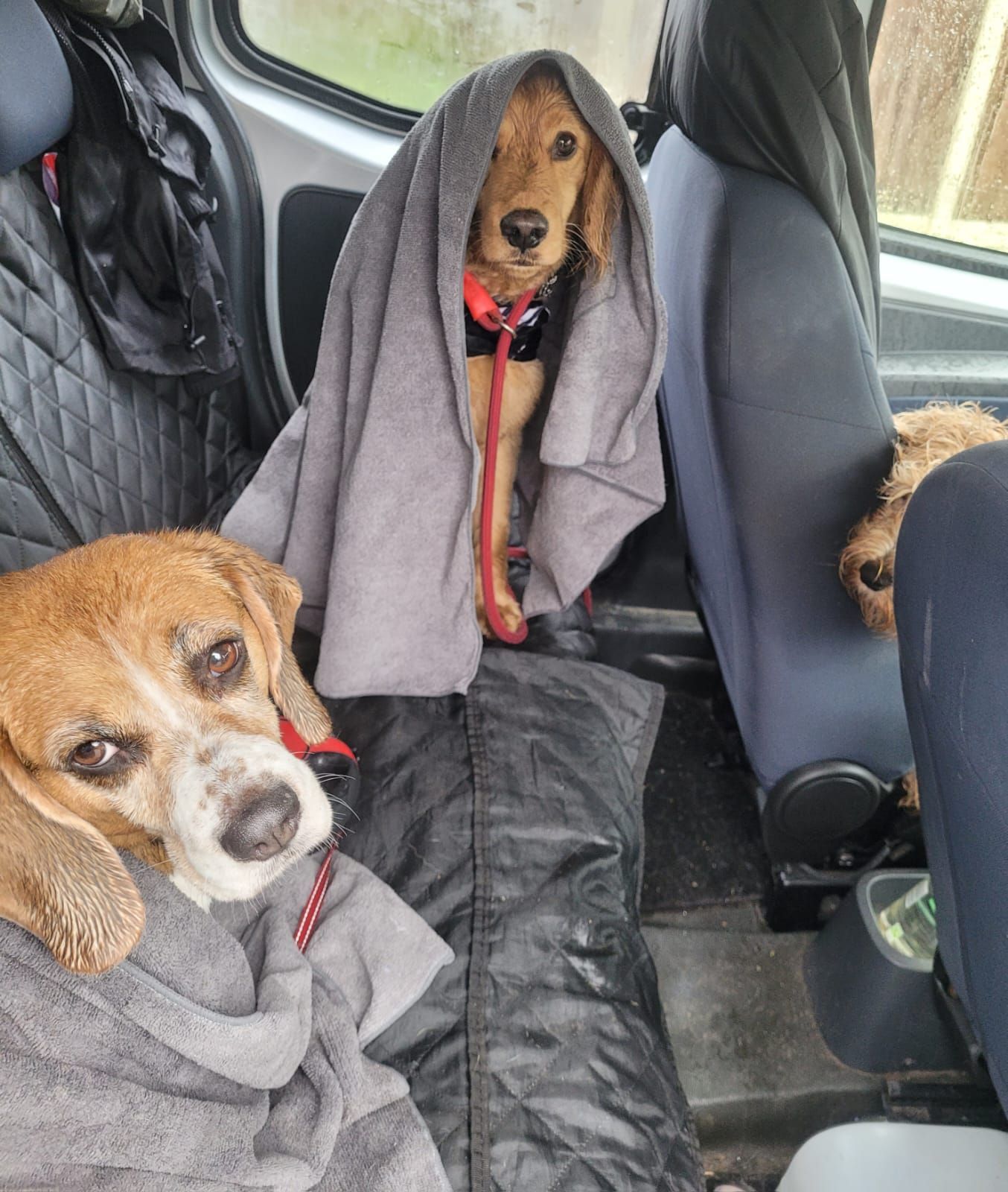 Two dogs in a car seat: a beagle wearing a gray towel and a dachshund wrapped in a gray towel. The dachshund is sitting.